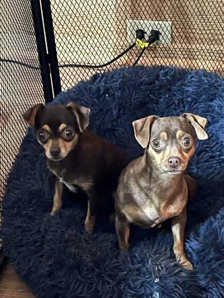 Meenie and Miney, Adoptable, Adult Female Chihuahua.