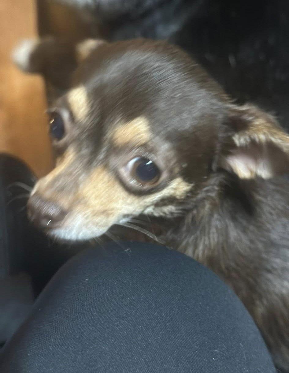 Meenie and Miney, a Adoptable Chihuahua in Union Beach, NJ image 2/3