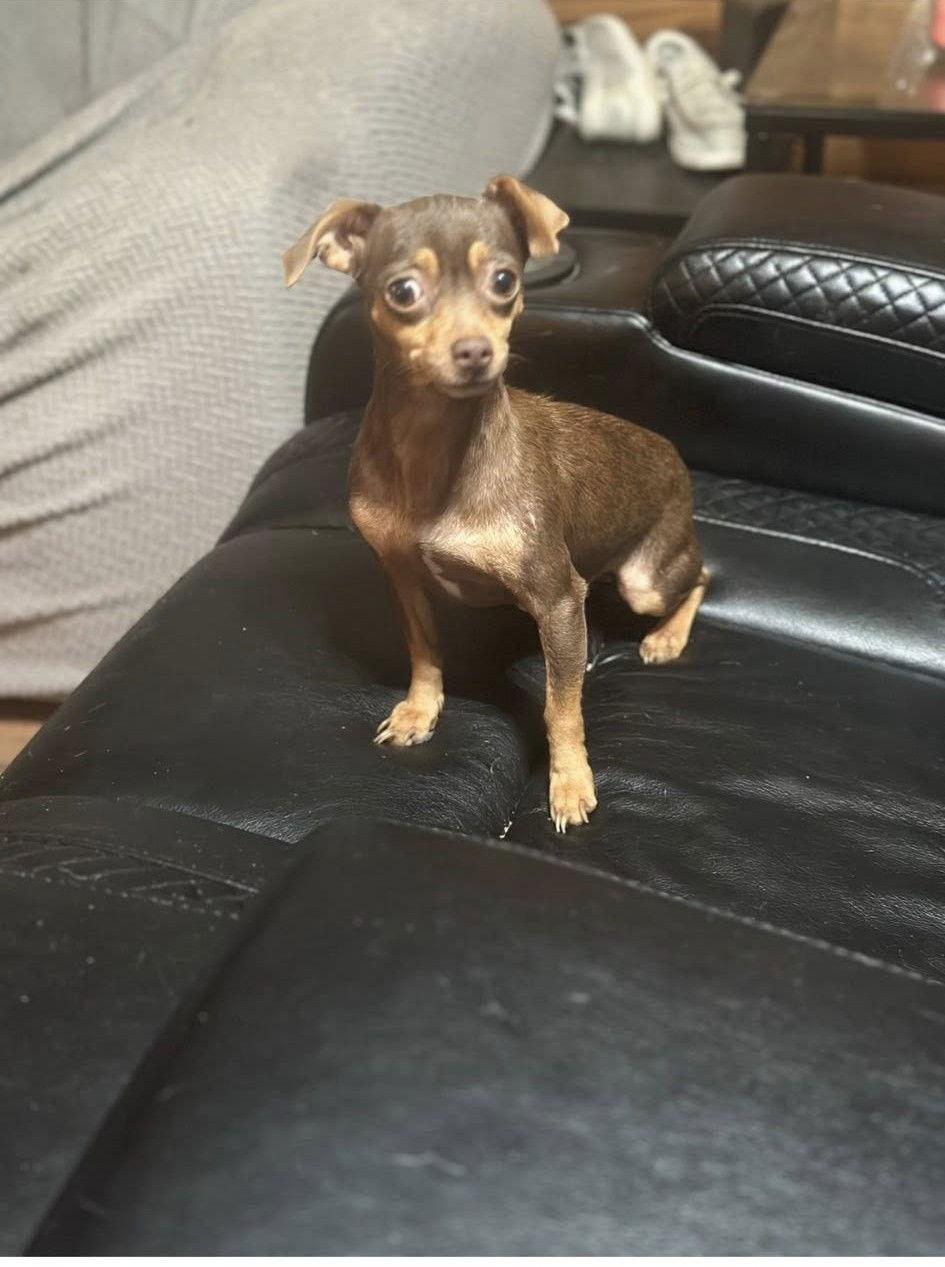 Meenie and Miney, a Adoptable Chihuahua in Union Beach, NJ image 3/3