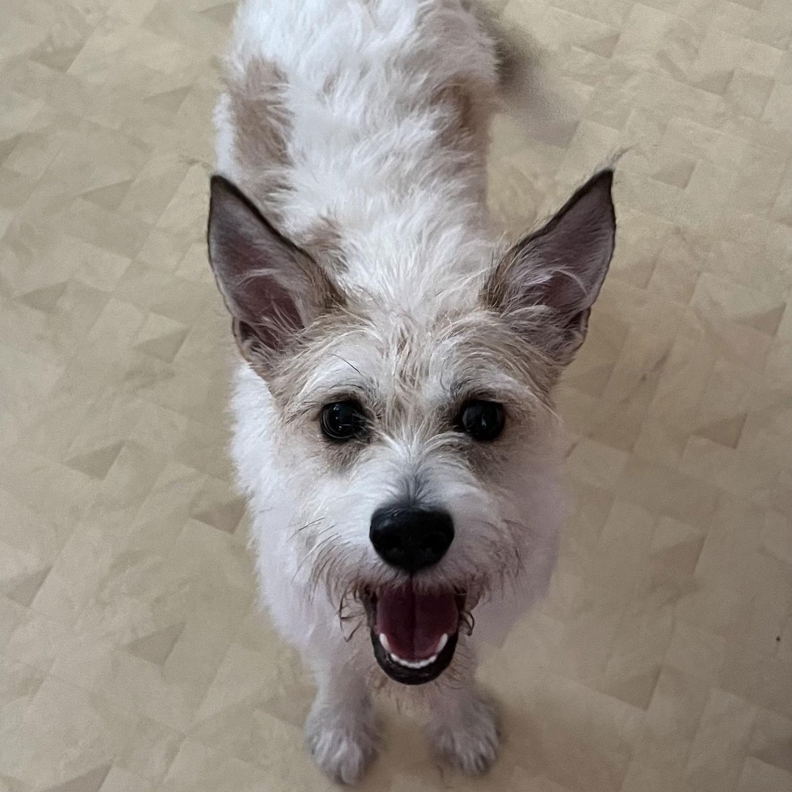 Enlarge Lorelai Gilmore, a Adoptable Jack Russell Terrier in Norwood, OH image 1/3