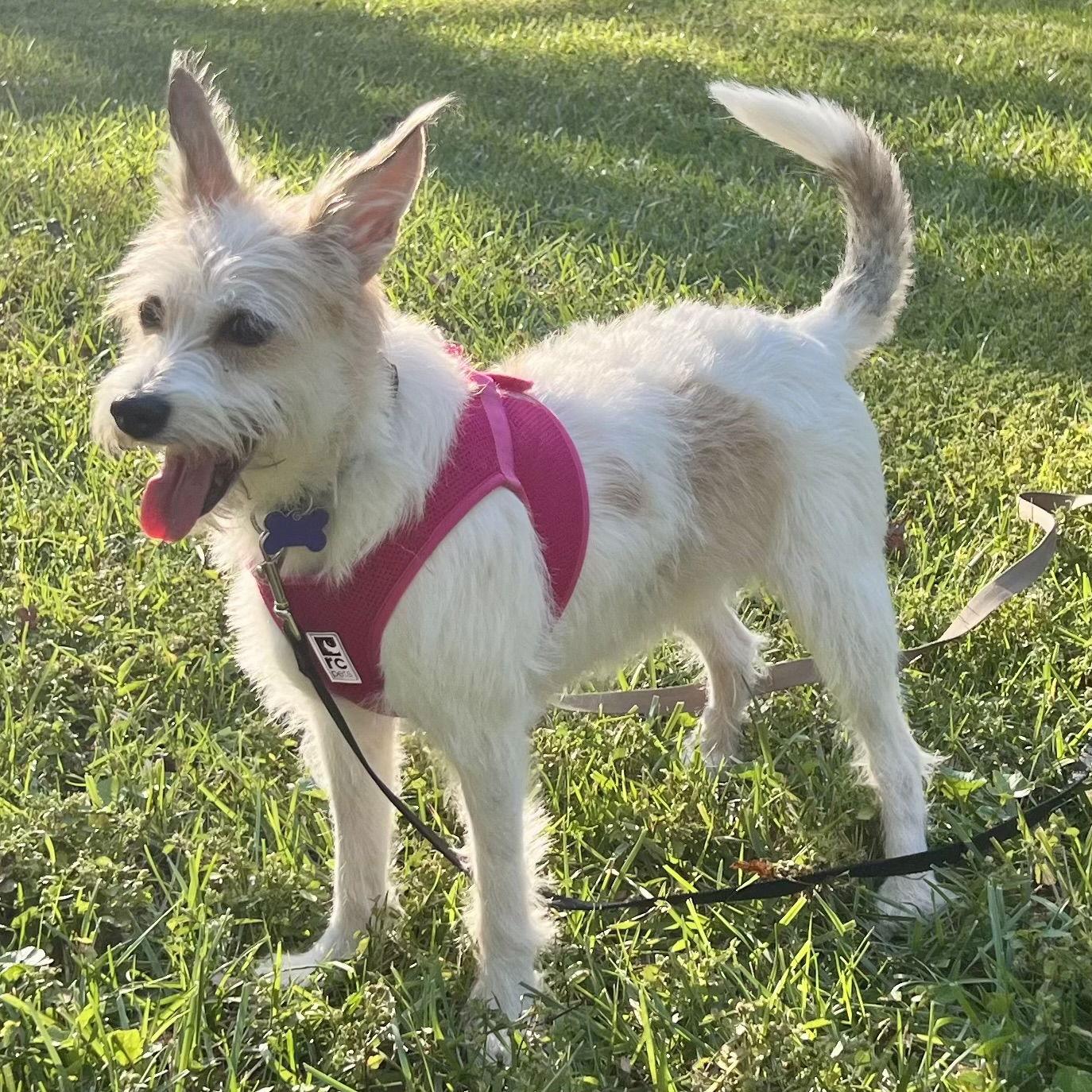 Enlarge Lorelai Gilmore, a Adoptable Jack Russell Terrier in Norwood, OH image 2/3