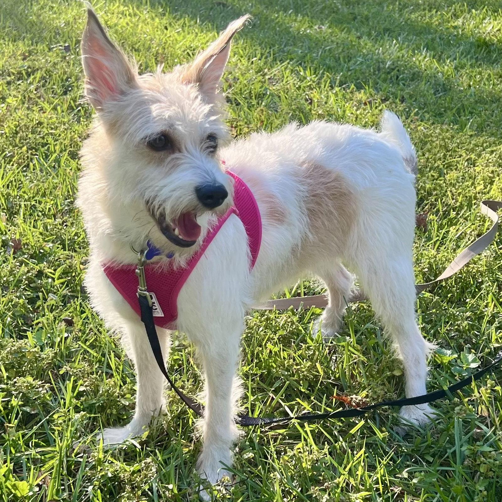 Enlarge Lorelai Gilmore, a Adoptable Jack Russell Terrier in Norwood, OH image 3/3