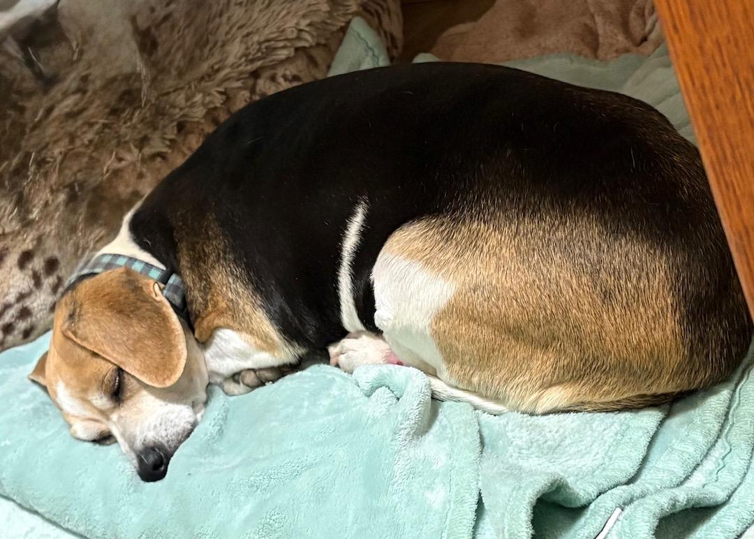 Enlarge Annemarie, a ADOPTABLE mixed breed in Tomball, TX image 3/6