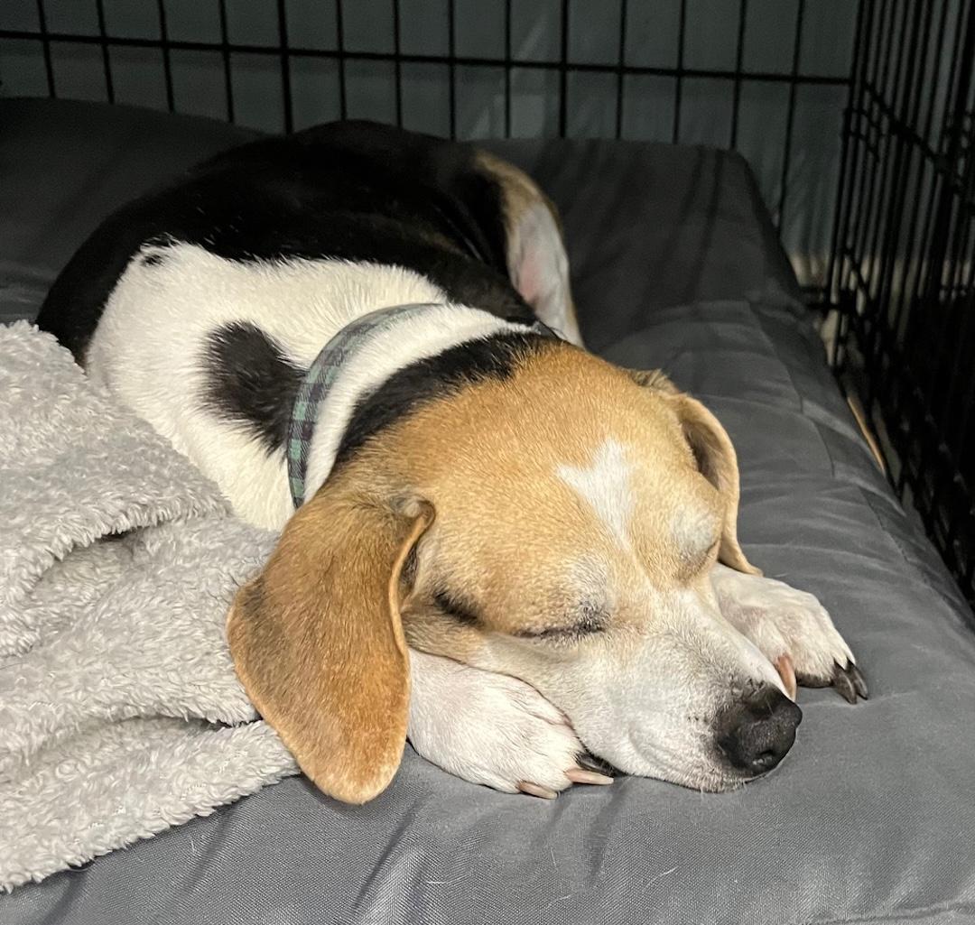 Enlarge Annemarie, an adoptable mixed breed in Tomball, TX image 2/6