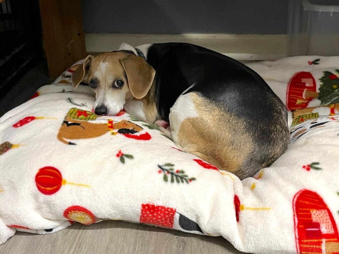 Enlarge Annemarie, a ADOPTABLE mixed breed in Tomball, TX image 5/6