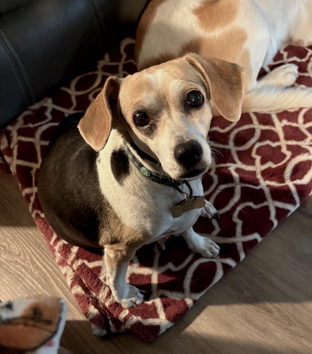 Annemarie, ADOPTABLE, Senior Female Beagle.