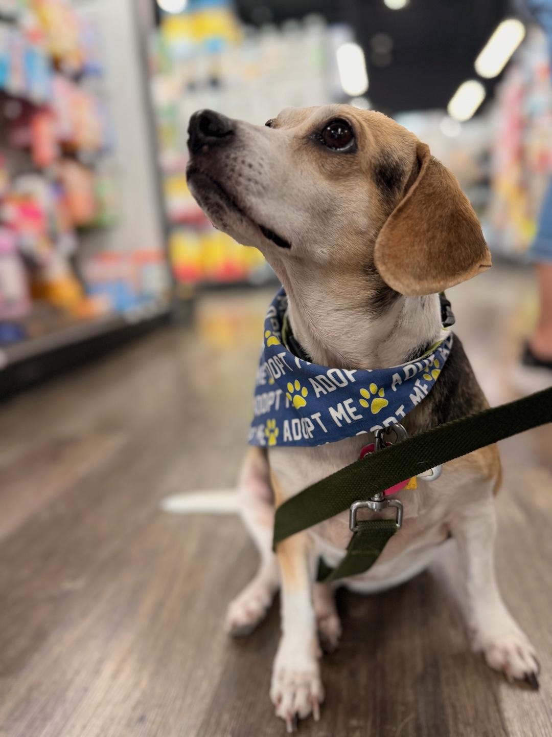 Enlarge Annemarie, an adoptable mixed breed in Tomball, TX image 1/6