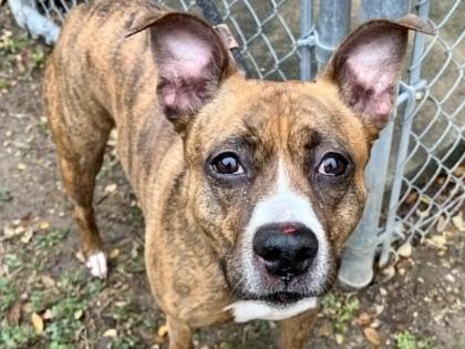 Mist, Adoptable, Adult Female Mixed Breed.