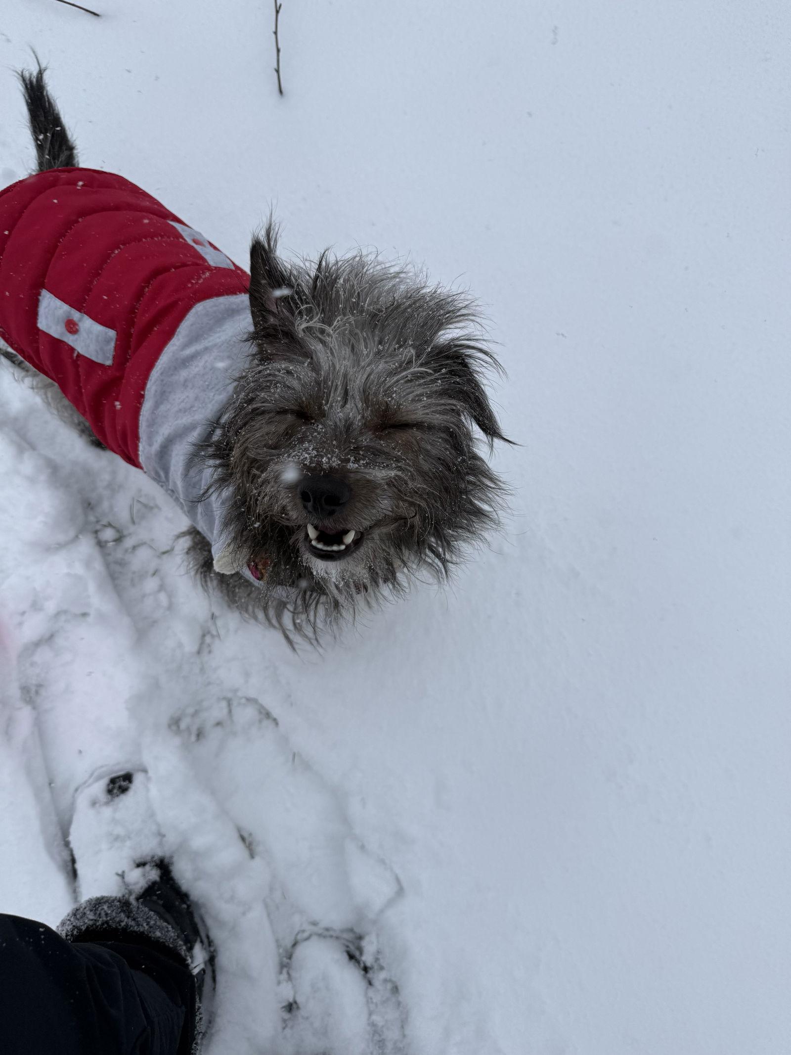Fritz, a Adoptable mixed breed in Oxford, MI image 2/3