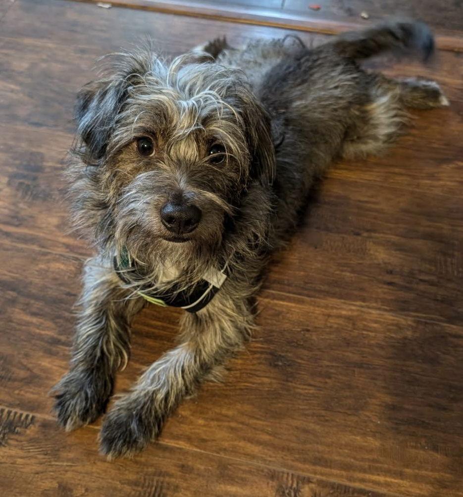 Fritz, a Adoptable mixed breed in Oxford, MI image 3/3