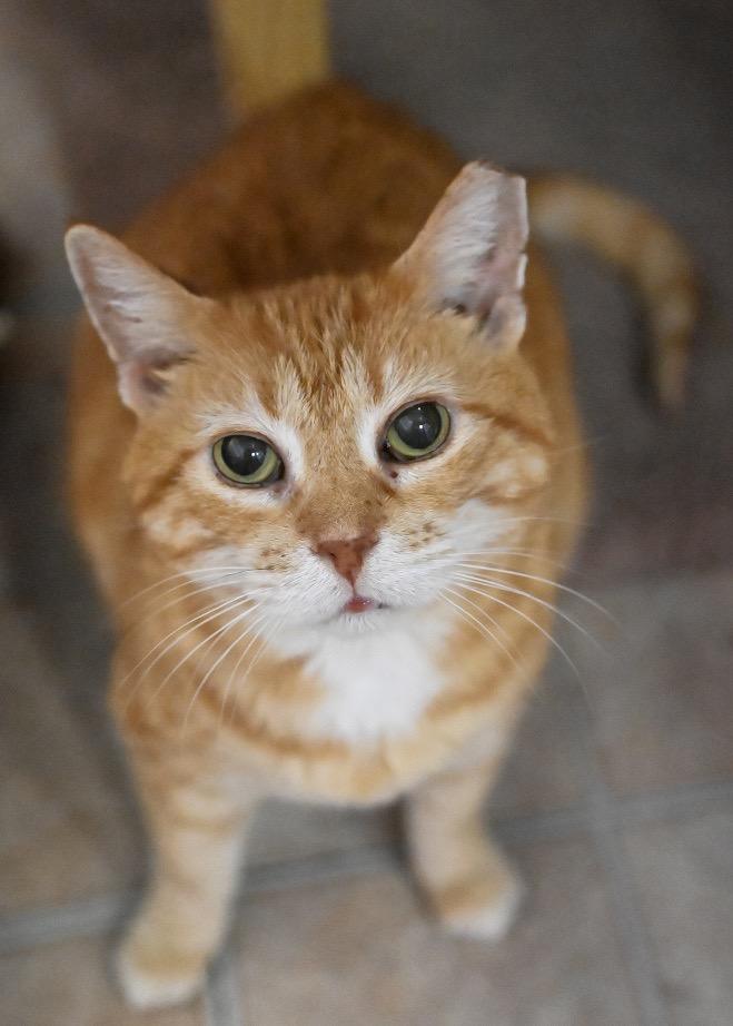Mama Kitty/Irma, Adoptable, Adult Female Domestic Short Hair.