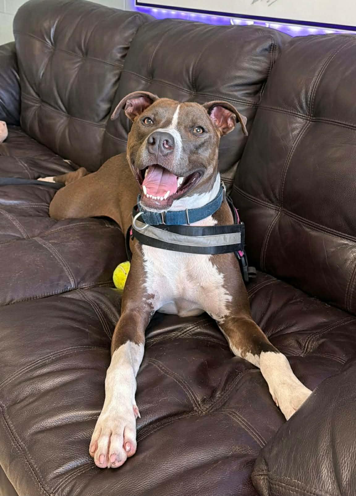 Enlarge Blaze (Trained / SPONSORED), a Adoptable mixed breed in Umatilla, FL image 4/6