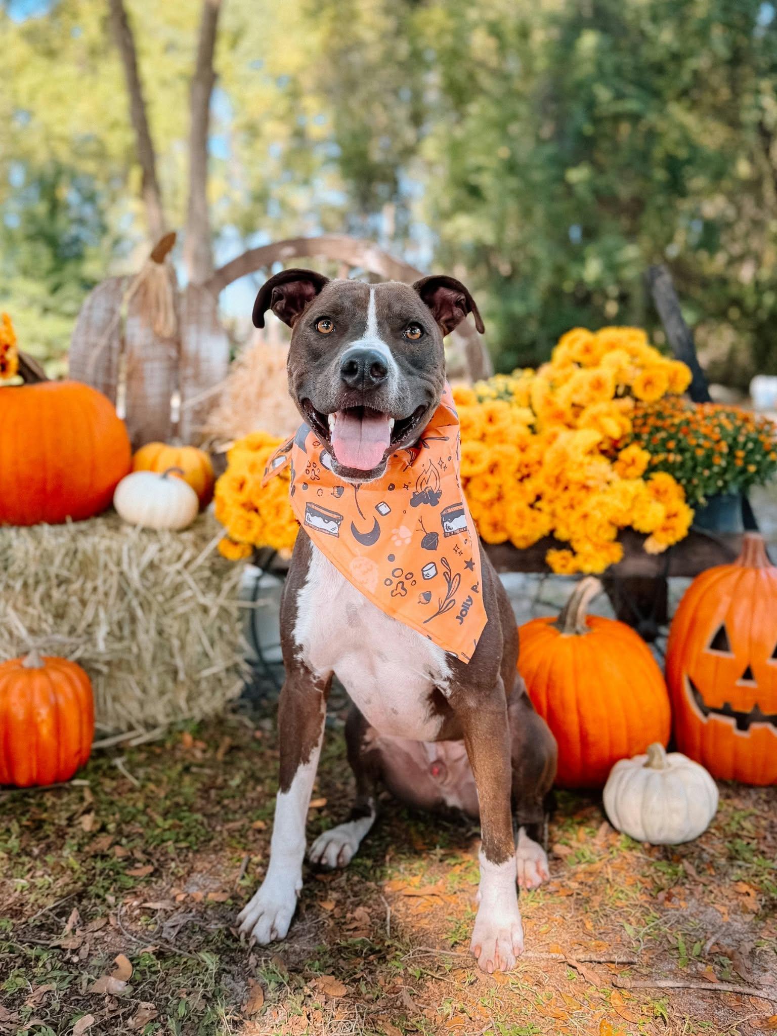 Enlarge Blaze (Trained / SPONSORED), a Adoptable mixed breed in Umatilla, FL image 2/6