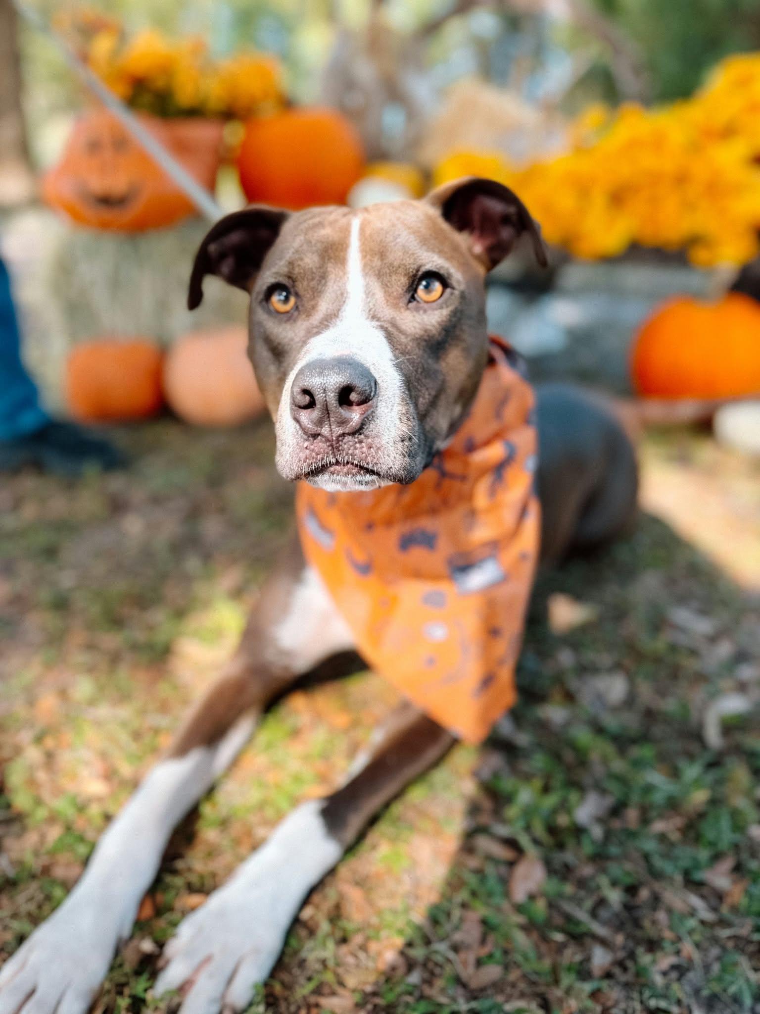 Enlarge Blaze (Trained / SPONSORED), a Adoptable mixed breed in Umatilla, FL image 1/6