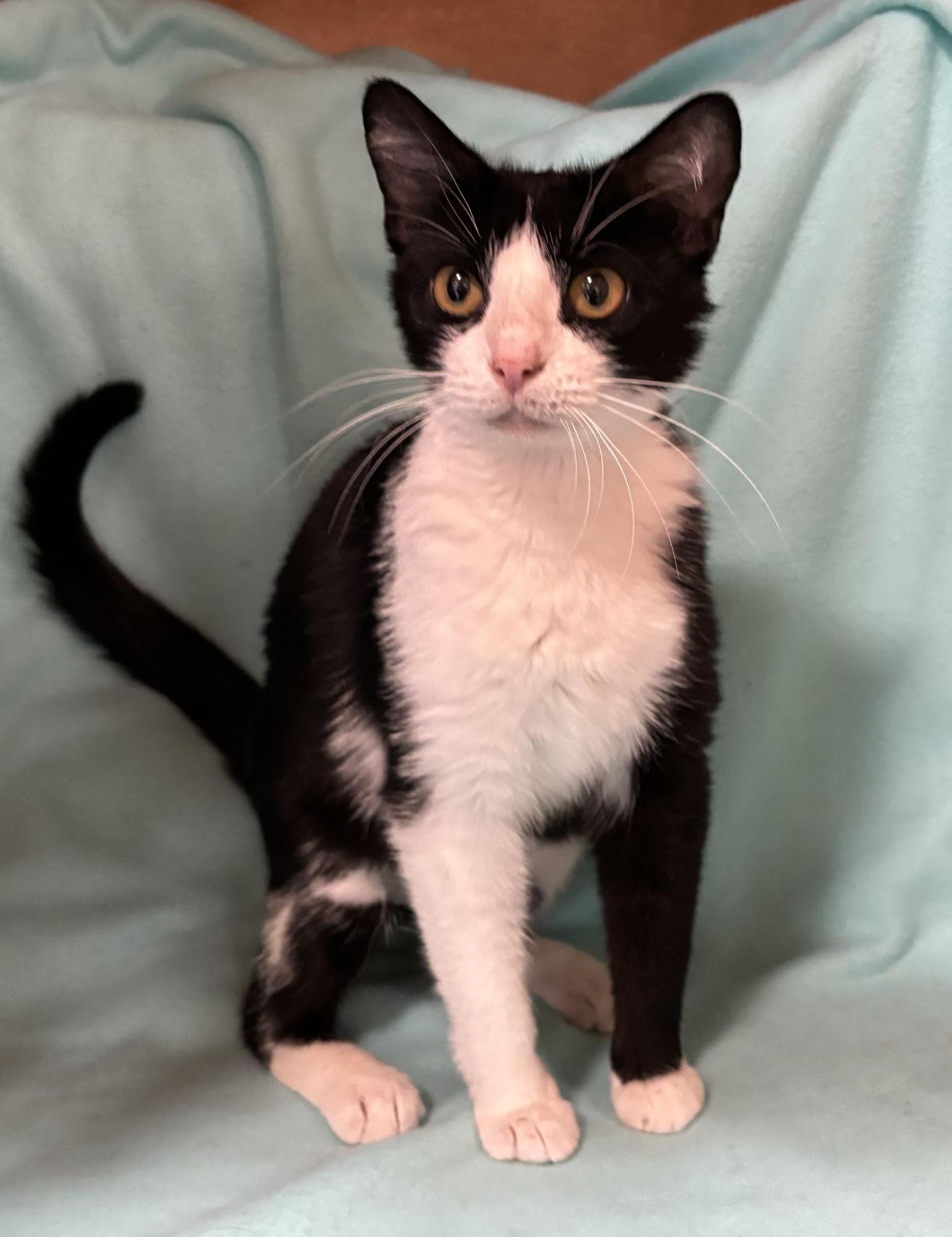 Binxy, an adoptable Domestic Short Hair in Manitou Springs, CO, 80829 | Photo Image 6