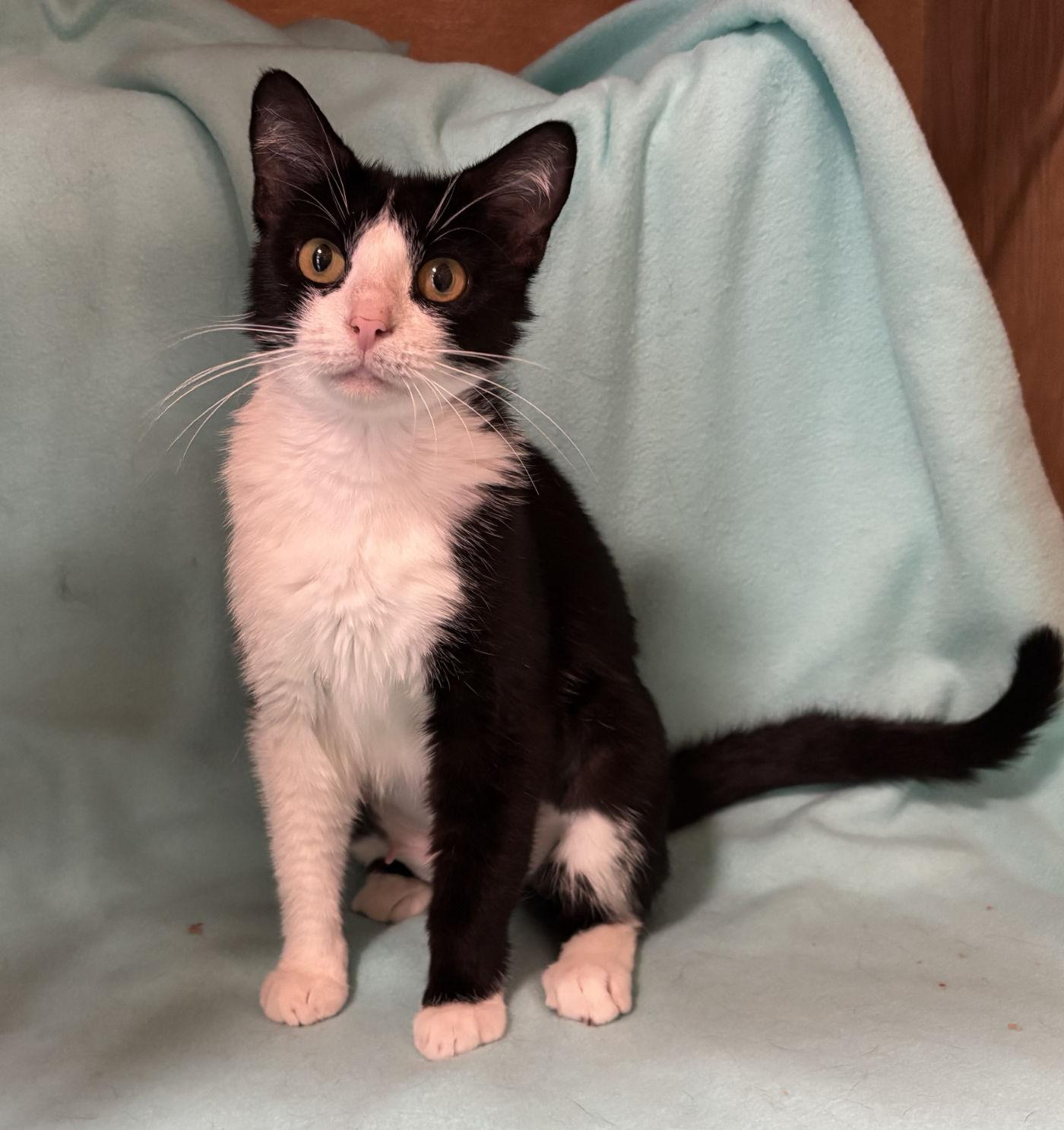 Binxy, an adoptable Domestic Short Hair in Manitou Springs, CO, 80829 | Photo Image 3