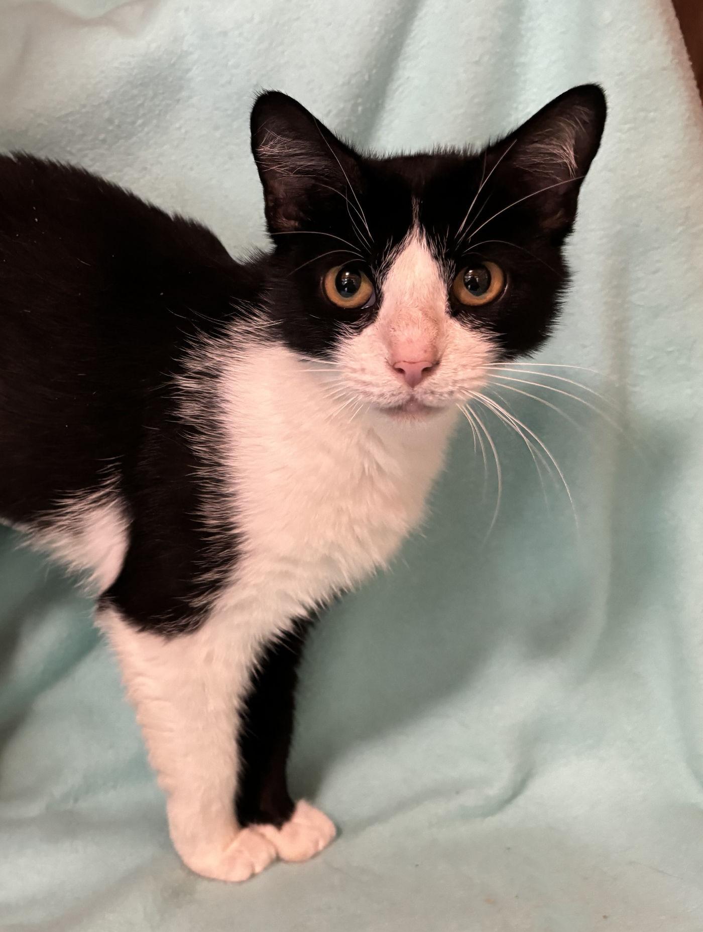 Binxy, an adoptable Domestic Short Hair in Manitou Springs, CO, 80829 | Photo Image 5