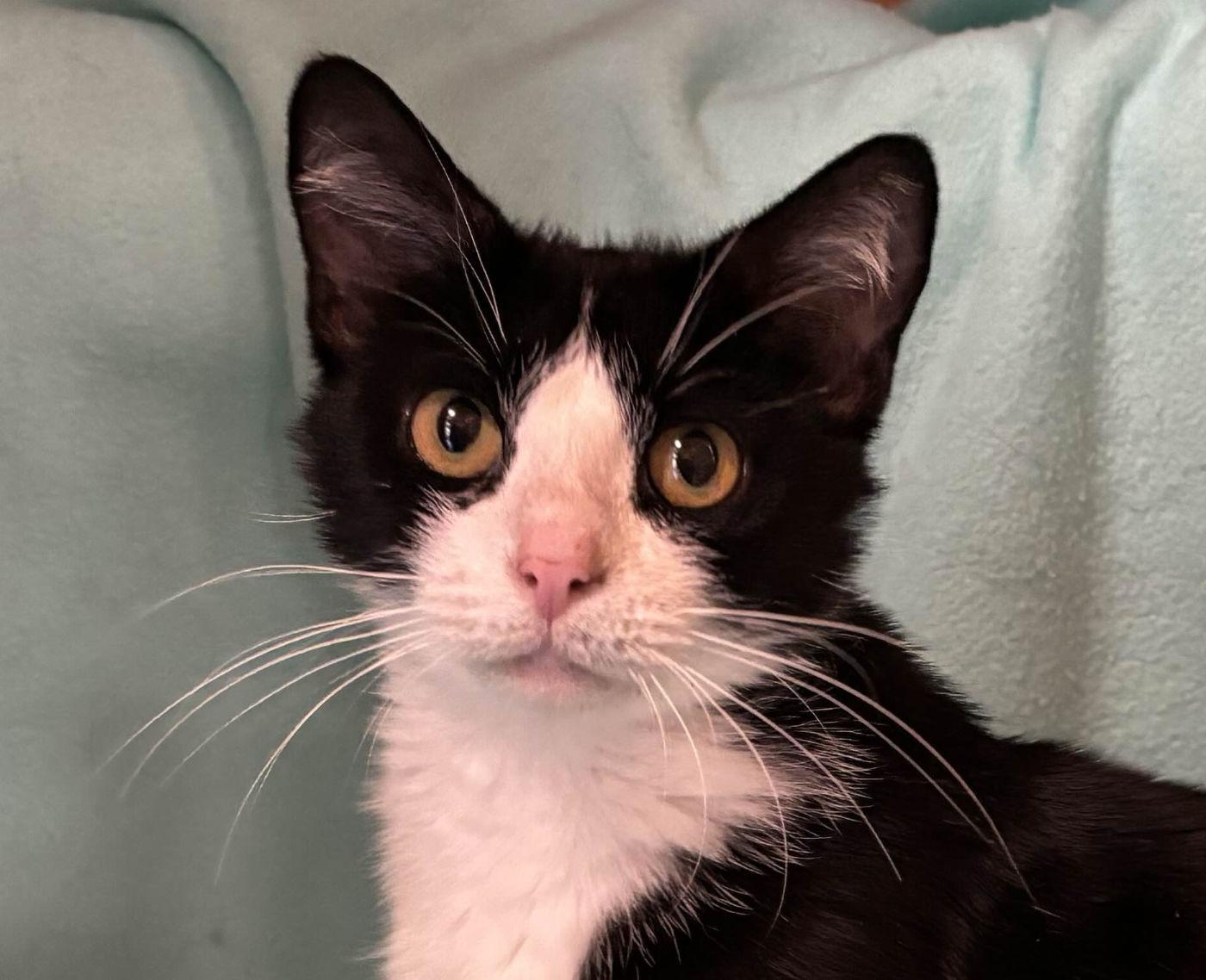 Binxy, an adoptable Domestic Short Hair in Manitou Springs, CO, 80829 | Photo Image 1