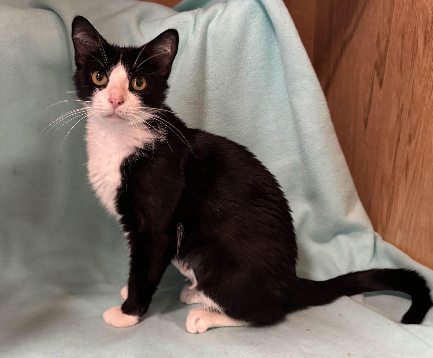 Binxy, an adoptable Domestic Short Hair in Manitou Springs, CO, 80829 | Photo Image 2