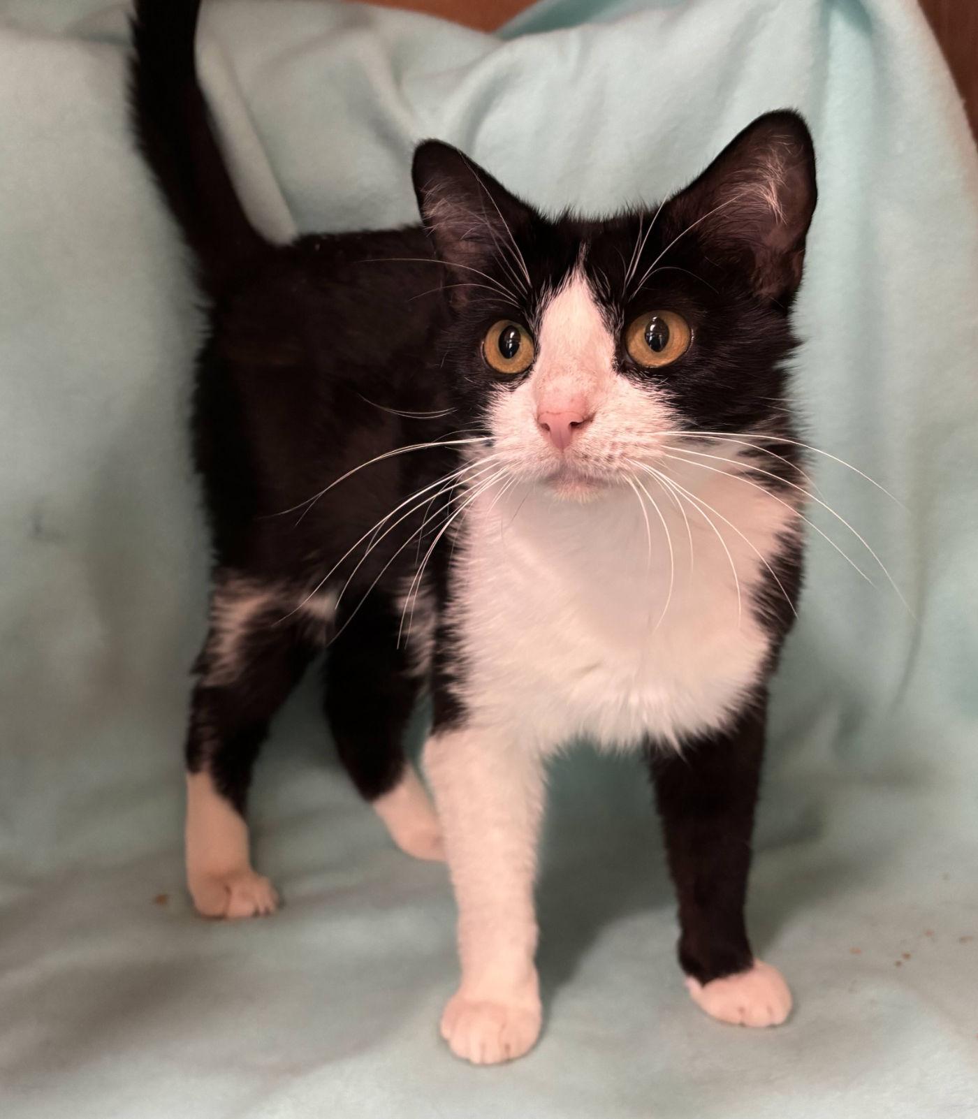 Binxy, an adoptable Domestic Short Hair in Manitou Springs, CO, 80829 | Photo Image 4