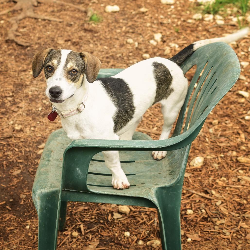 Daphne, Adoptable, Young Female Dachshund & Mixed Breed.
