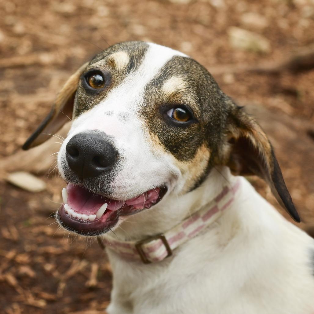 Daphne, a Adoptable mixed breed in Wimberley, TX image 2/6