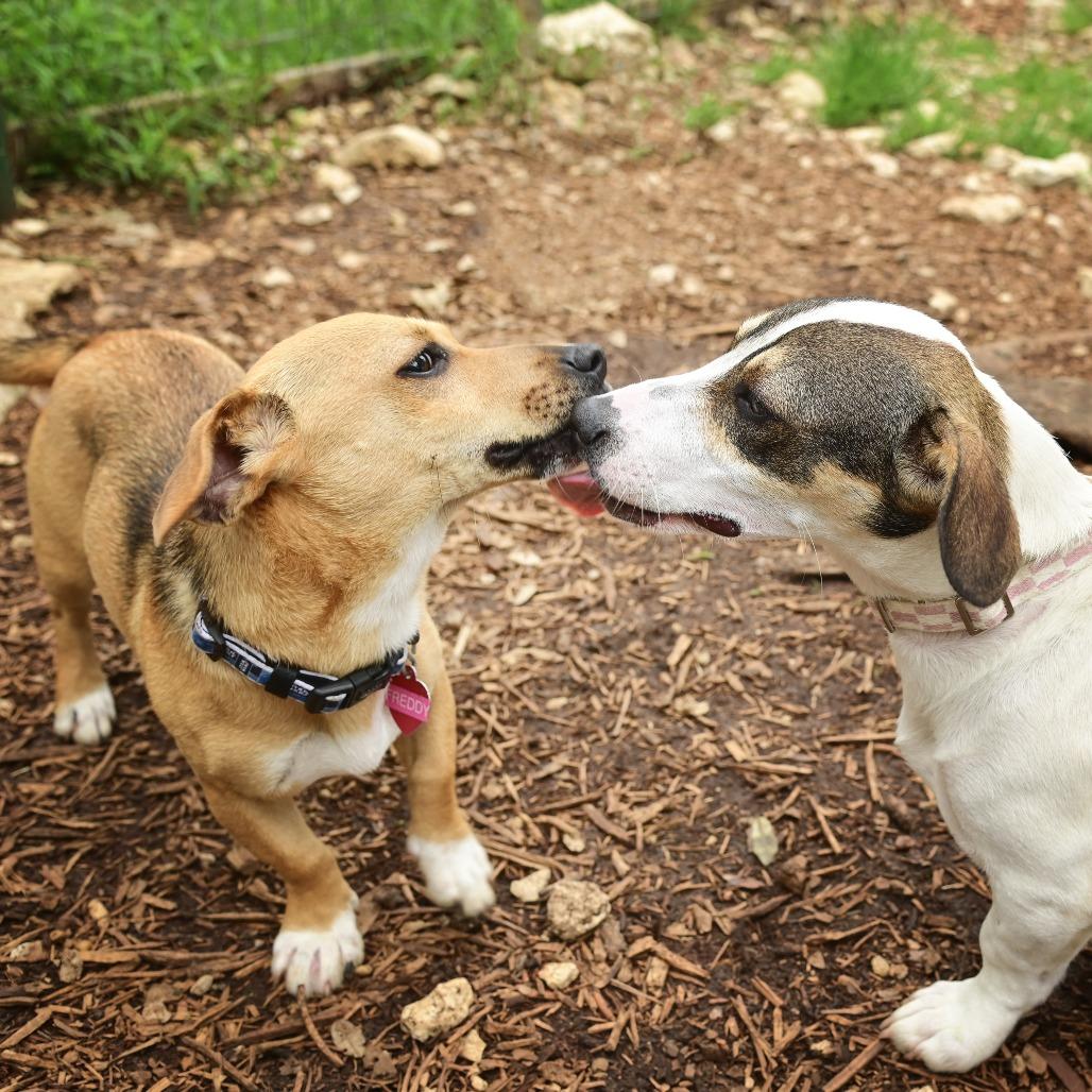 Daphne, a Adoptable mixed breed in Wimberley, TX image 3/6