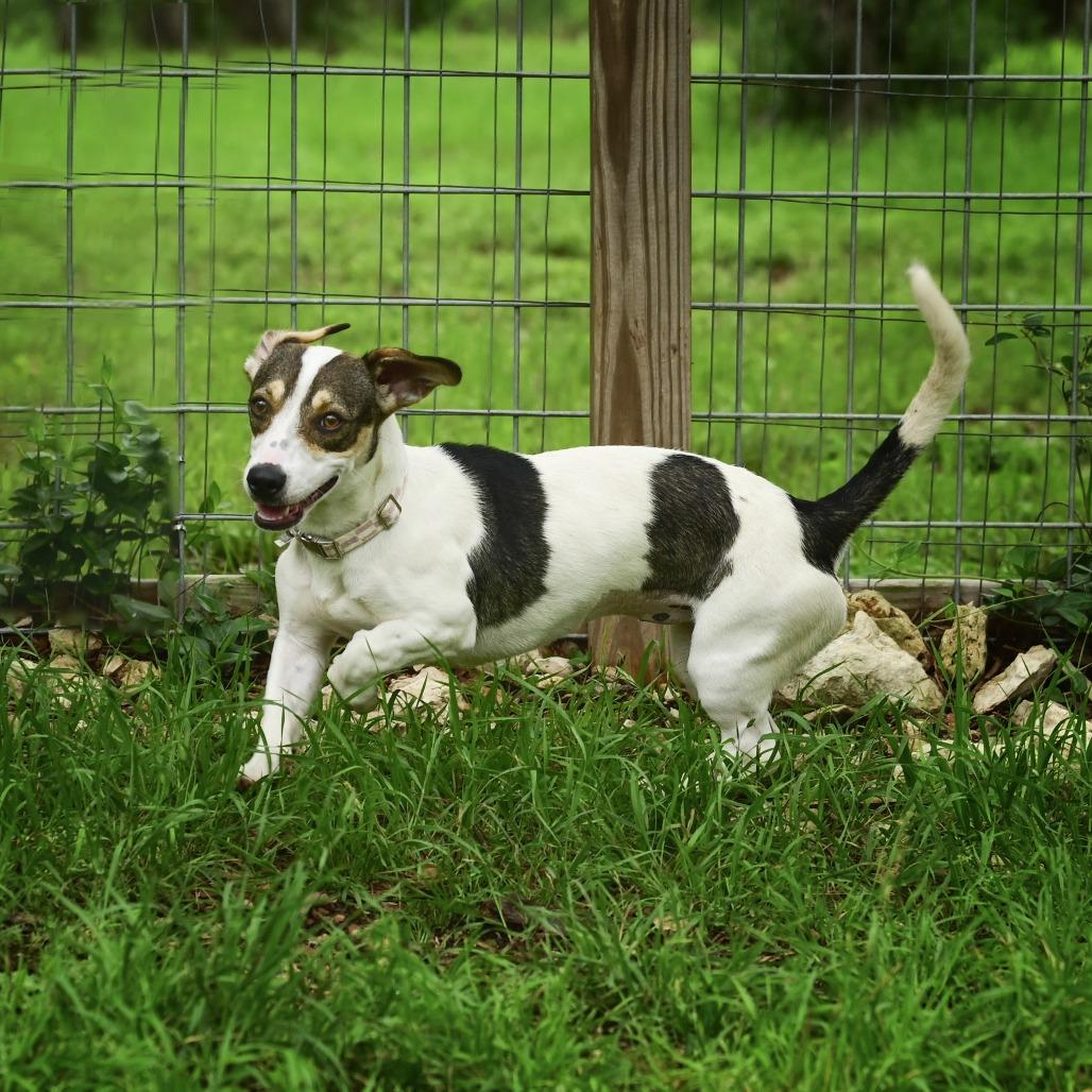 Daphne, a Adoptable mixed breed in Wimberley, TX image 4/6