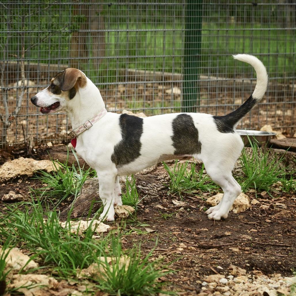 Daphne, a Adoptable mixed breed in Wimberley, TX image 5/6