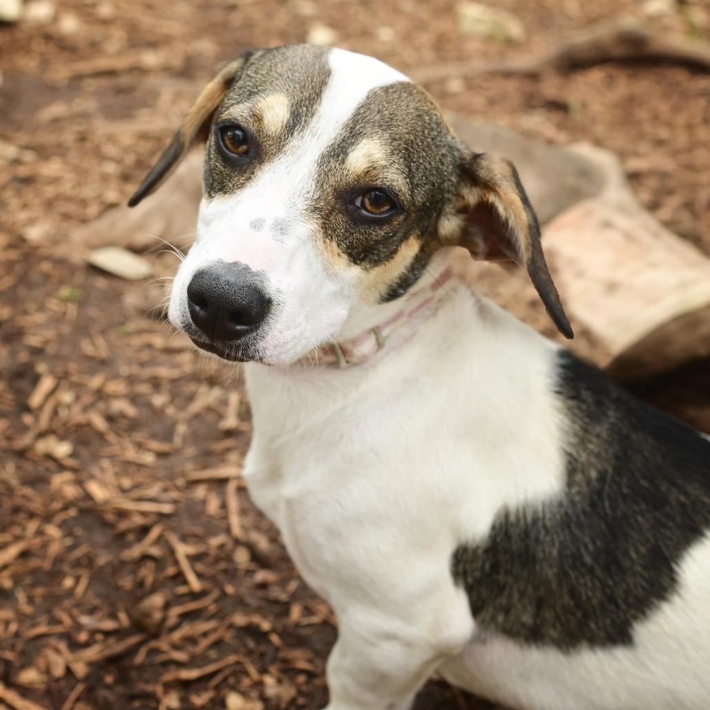 Daphne, a Adoptable mixed breed in Wimberley, TX image 6/6