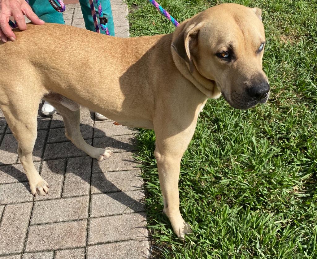 Enlarge Skylar, a Adoptable mixed breed in Fort Pierce, FL image 1/3