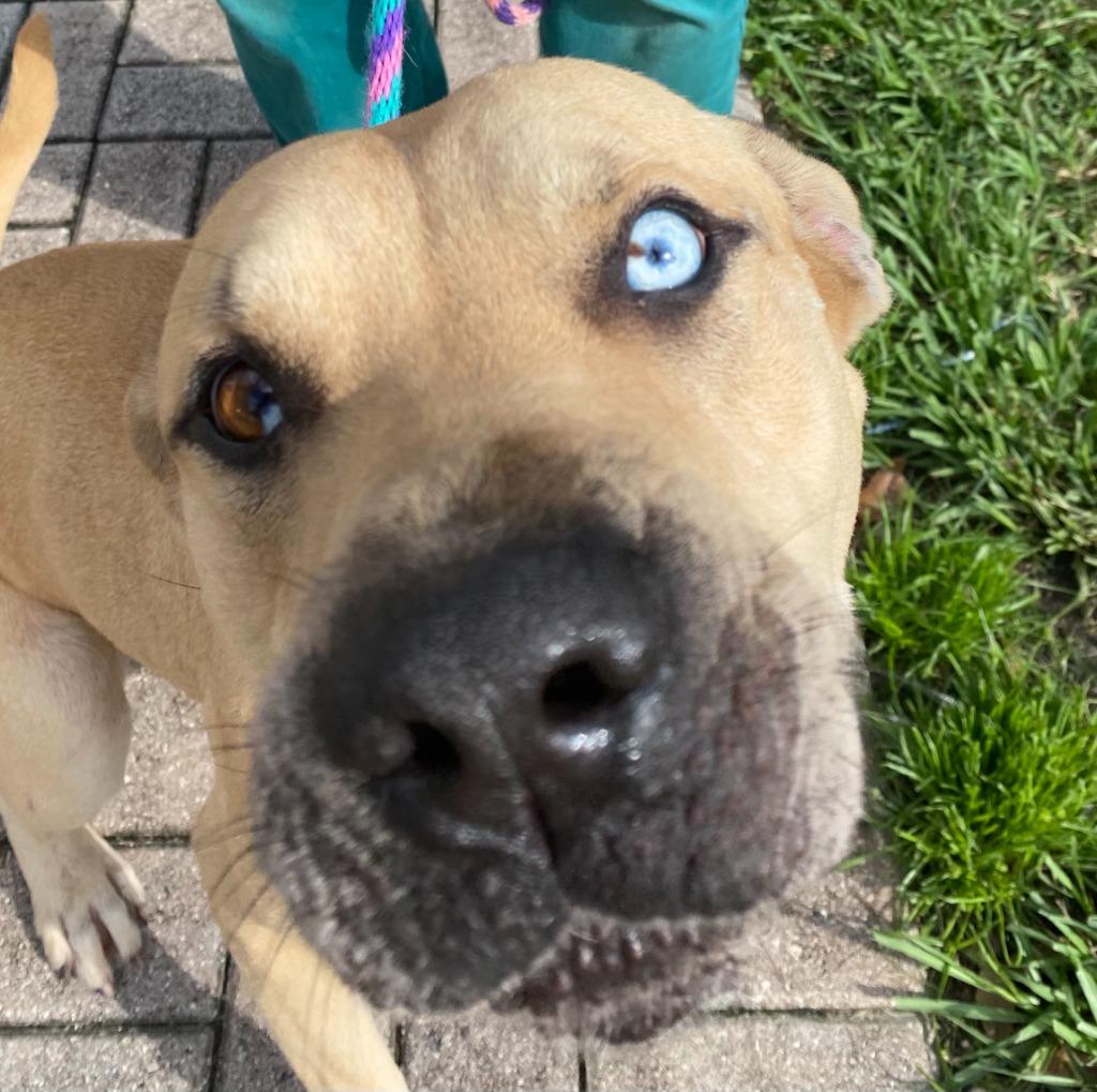 Enlarge Skylar, a Adoptable mixed breed in Fort Pierce, FL image 2/3