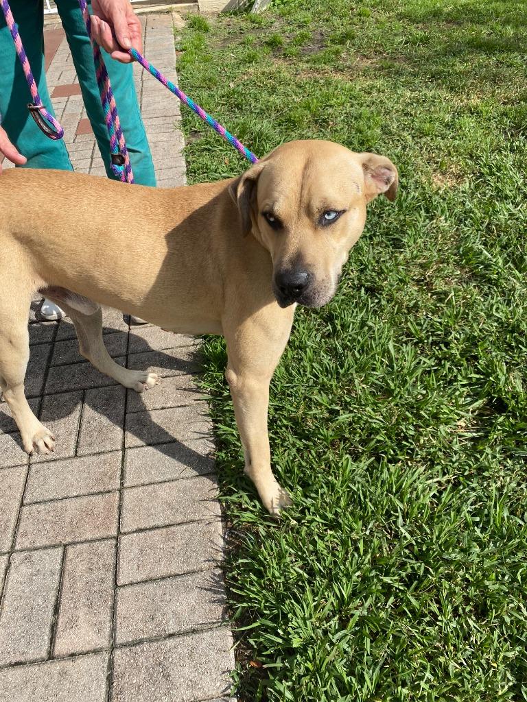 Enlarge Skylar, a Adoptable mixed breed in Fort Pierce, FL image 3/3