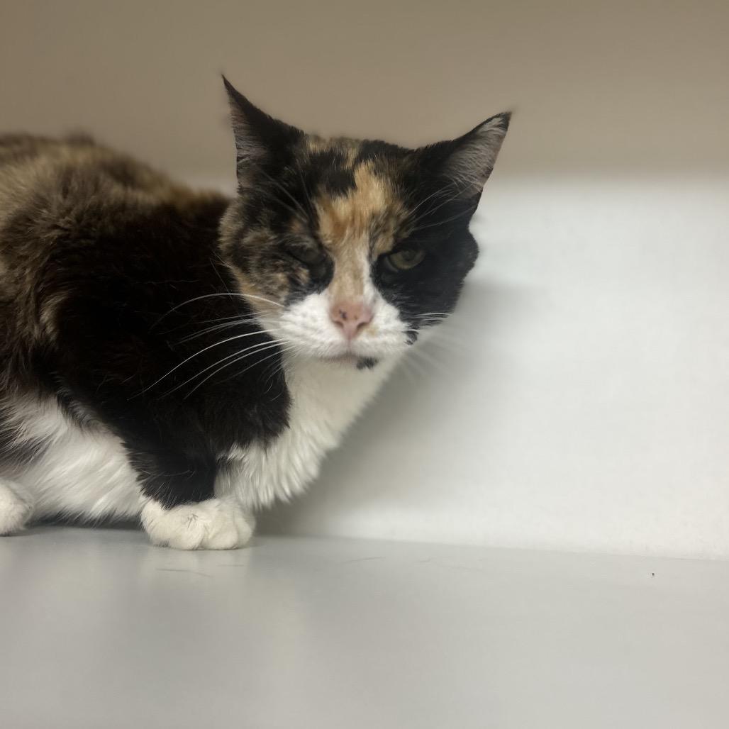 Kali **Off-Site Foster Home**, Adoptable, Senior Female Domestic Short Hair.