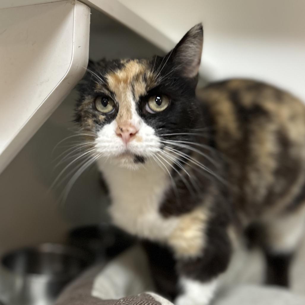 Kali **Off-Site Foster Home**, a Adoptable Domestic Short Hair in Troy, IL image 2/2