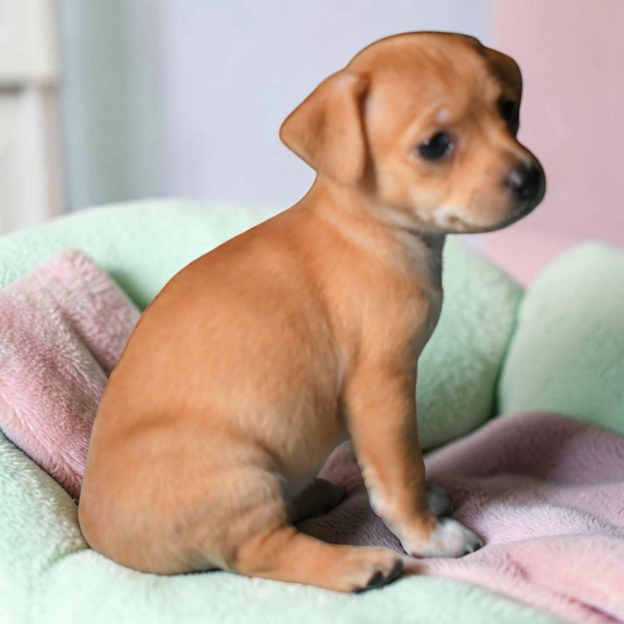 Muri, Adoptable, Young Female Chihuahua.