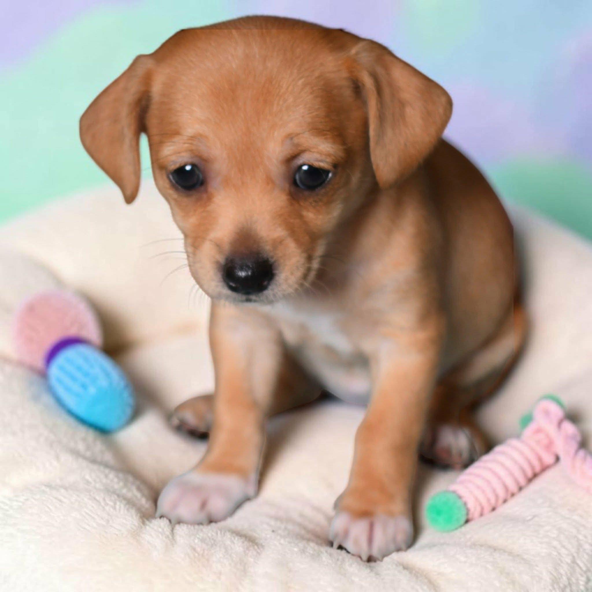 Enlarge Muri, a Adoptable mixed breed in Portland, OR image 2/2