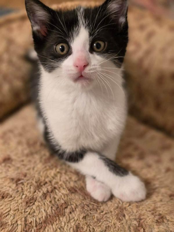 Enlarge Frizzy, a ADOPTABLE Domestic Short Hair in Mississauga, ON image 1/2
