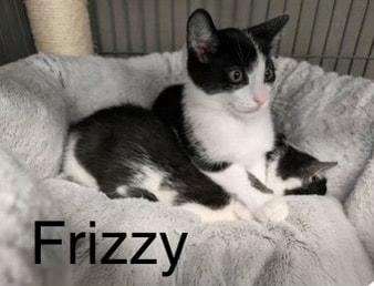 Enlarge Frizzy, a ADOPTABLE Domestic Short Hair in Mississauga, ON image 2/2