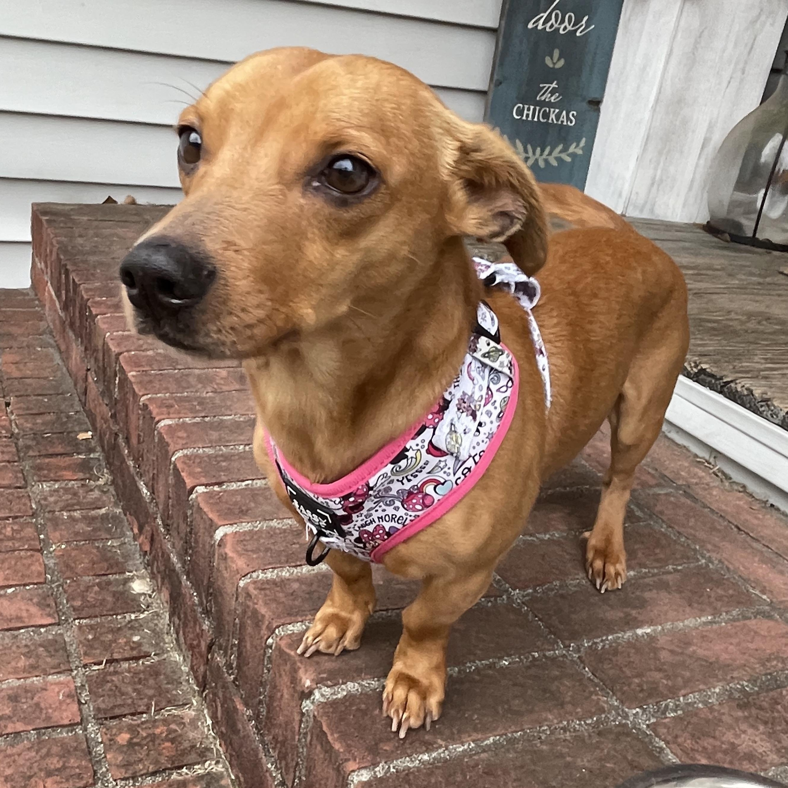 Enlarge Toby, a Adopted mixed breed in Moncks Corner, SC image 2/5