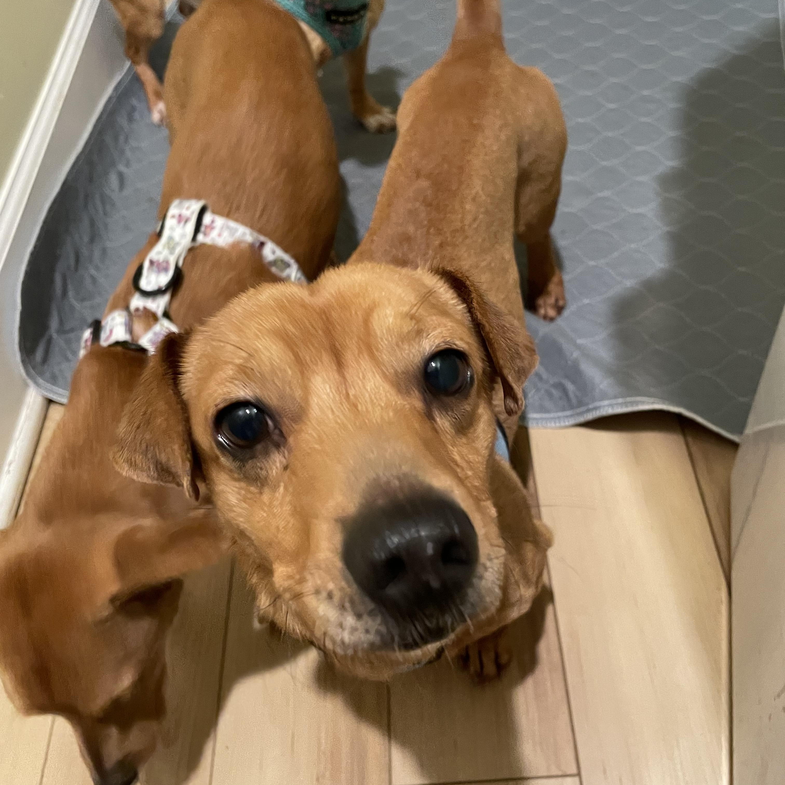 Enlarge Toby, a Adopted mixed breed in Moncks Corner, SC image 3/5