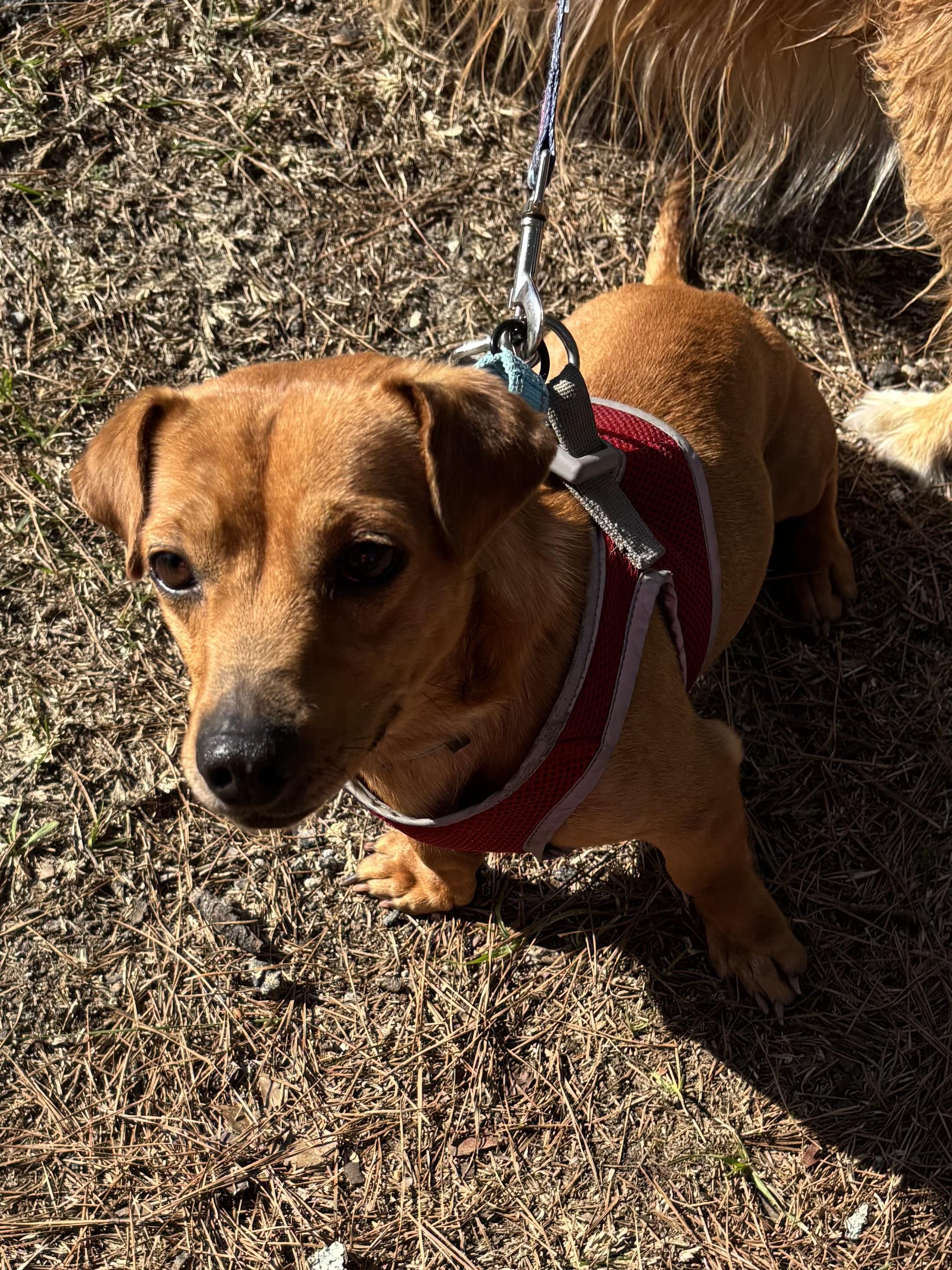 Enlarge Toby, a Adopted mixed breed in Moncks Corner, SC image 5/5