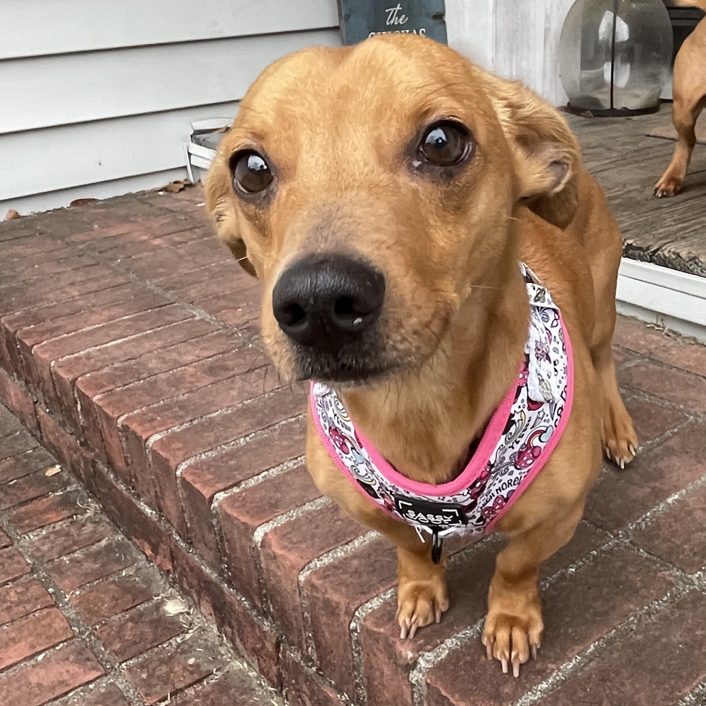 Enlarge Toby, a Adopted mixed breed in Moncks Corner, SC image 4/5