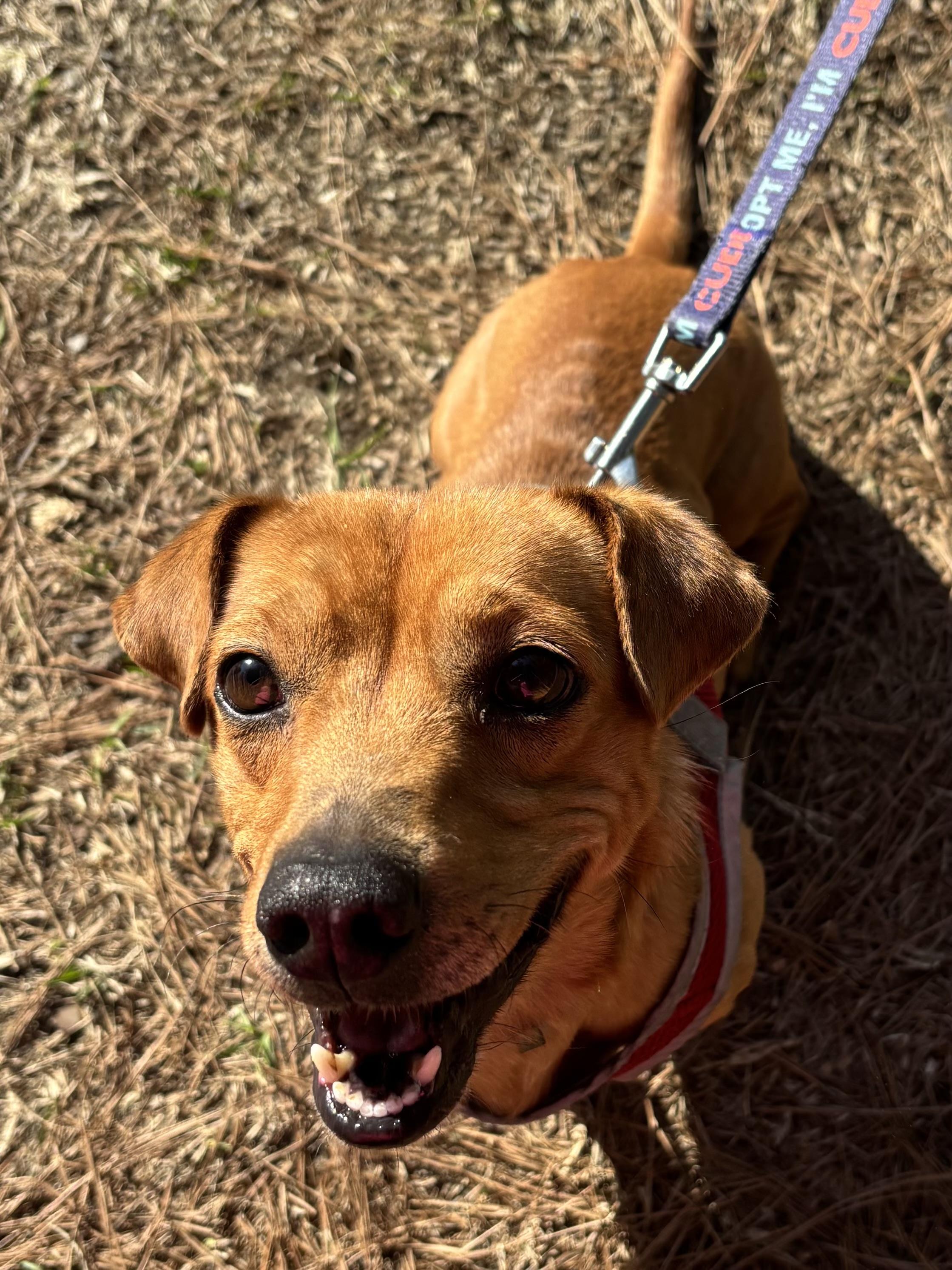 Enlarge Toby, a Adopted mixed breed in Moncks Corner, SC image 1/5