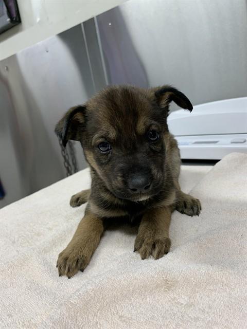 NORMANI, Adoptable, Puppy Female Husky.