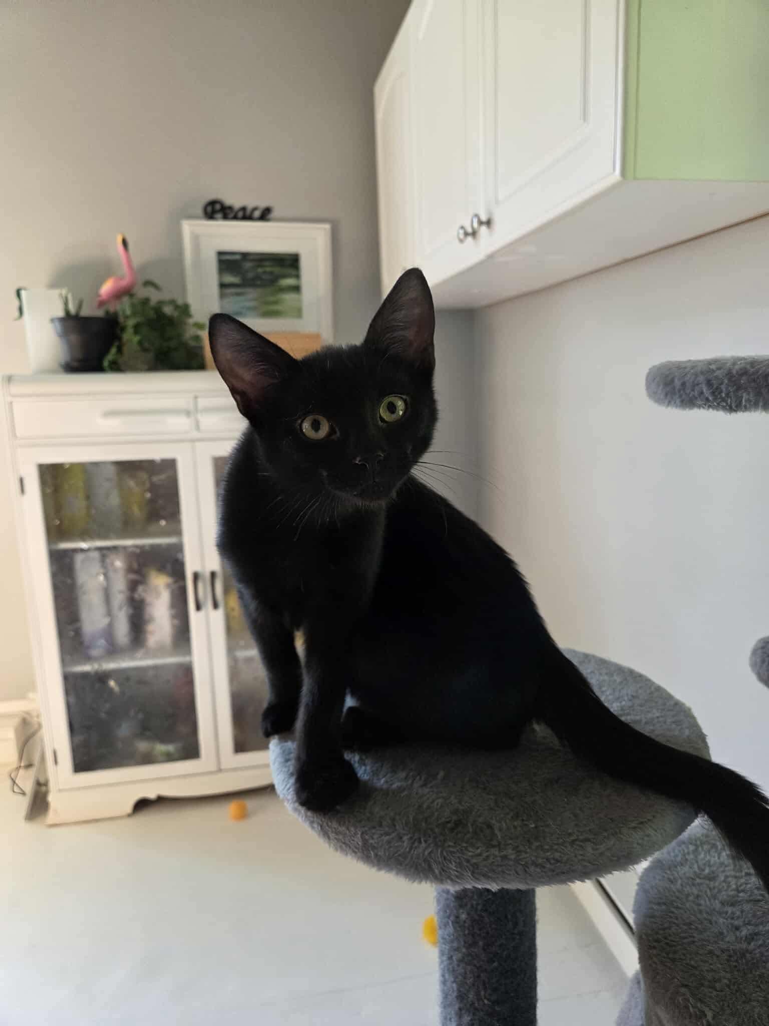 Frankie, a Adopted Domestic Short Hair in Wakefield, QC image 1/6