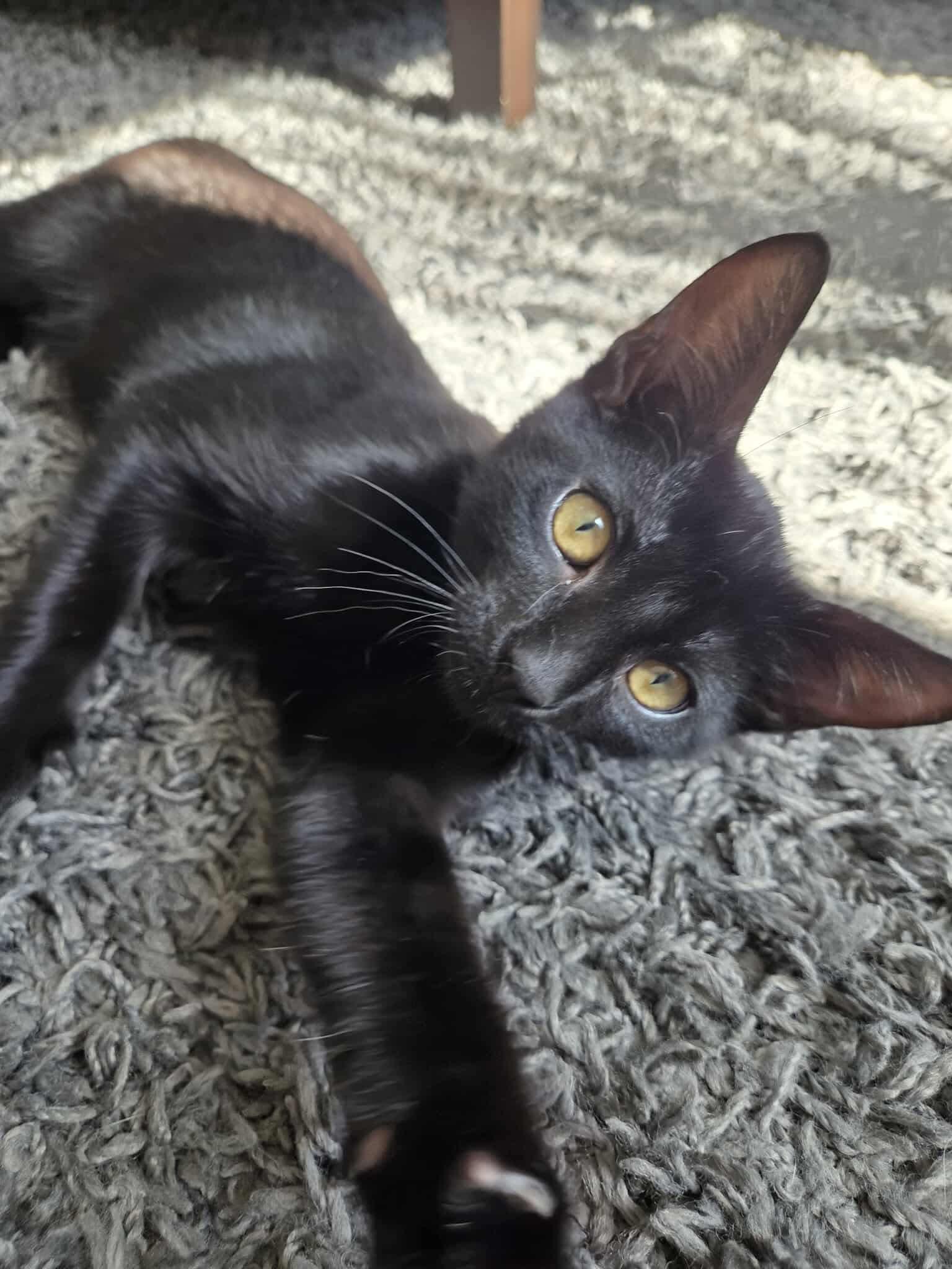 Frankie, a Adopted Domestic Short Hair in Wakefield, QC image 2/6