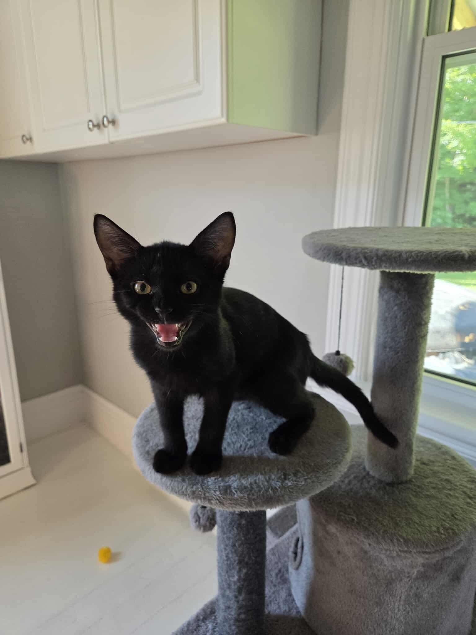 Frankie, a Adopted Domestic Short Hair in Wakefield, QC image 3/6