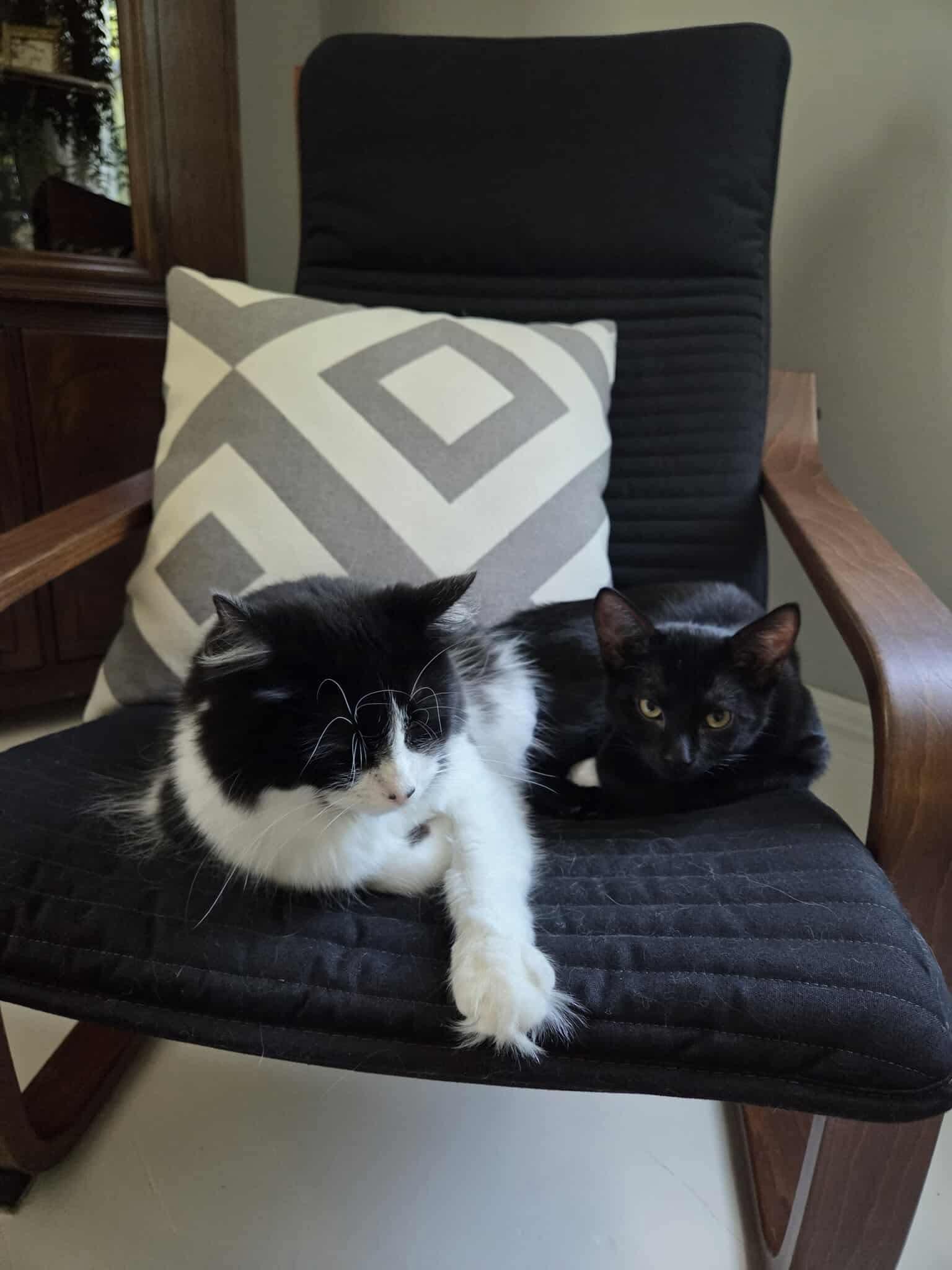 Frankie, a Adopted Domestic Short Hair in Wakefield, QC image 4/6