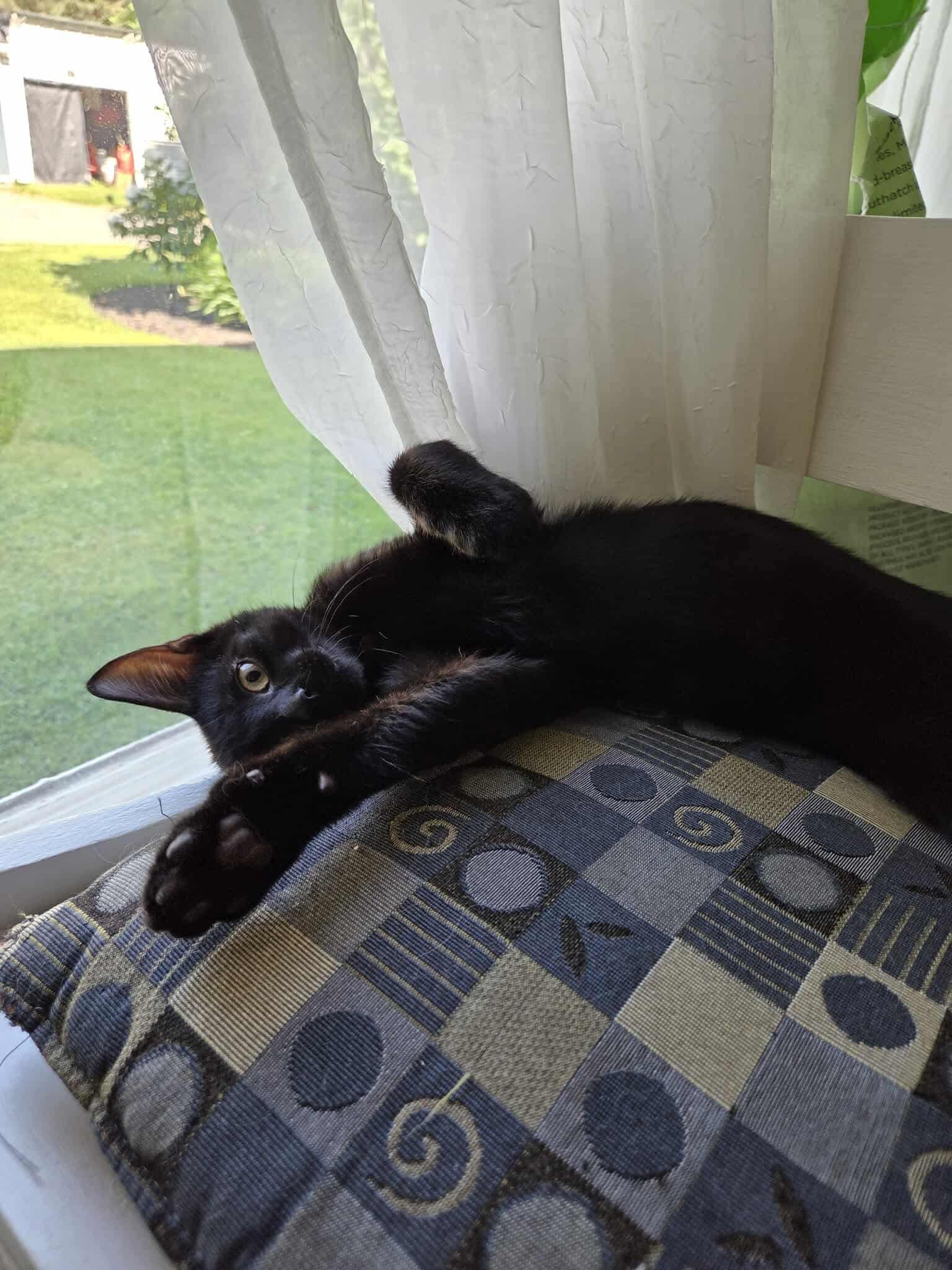 Frankie, a Adopted Domestic Short Hair in Wakefield, QC image 5/6